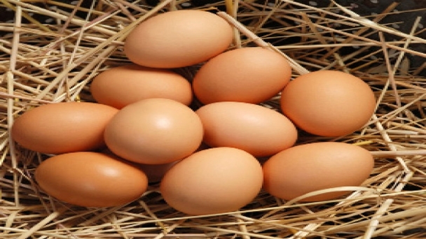 Yumurta Tavukçuluğu da Destek Alıyor!